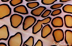 This image is the shell and mantle  of a Flamingo Tongue ... by Steven Anderson 